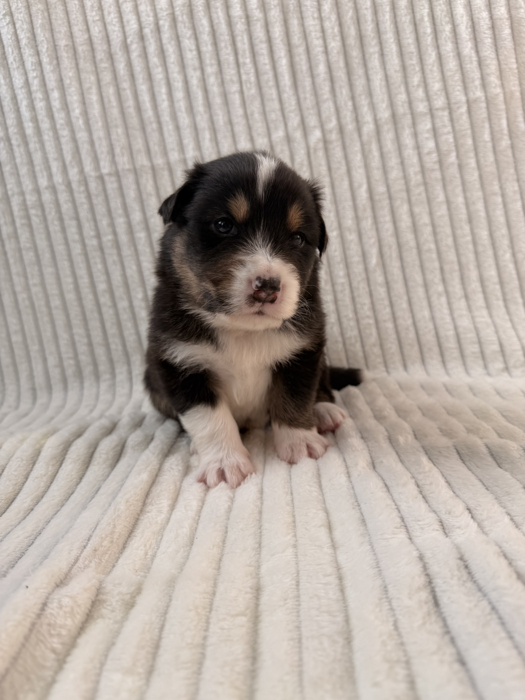 Sandrine Despres - Chiots disponibles - Berger Australien