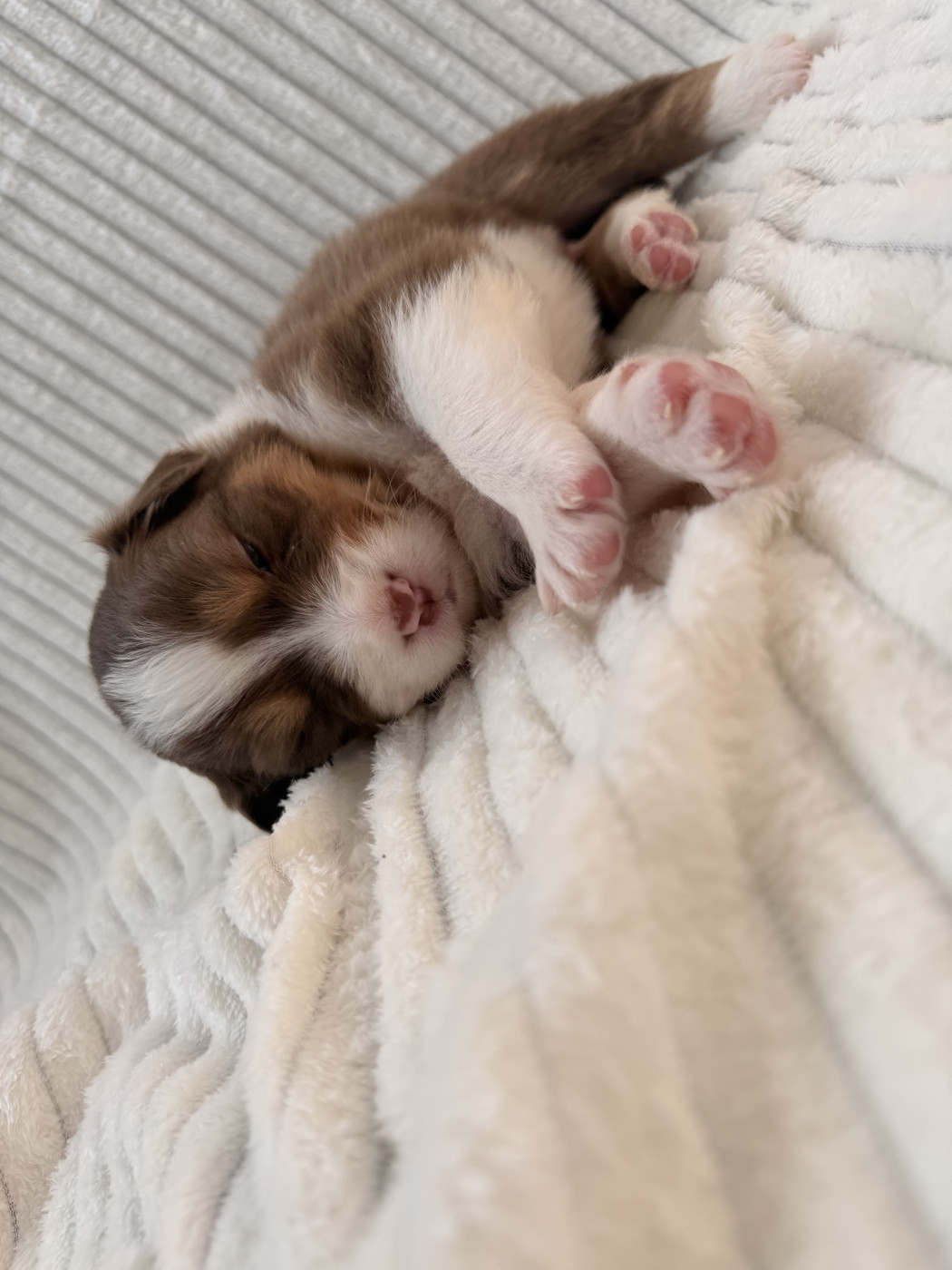 Sandrine Despres - Chiots disponibles - Berger Australien