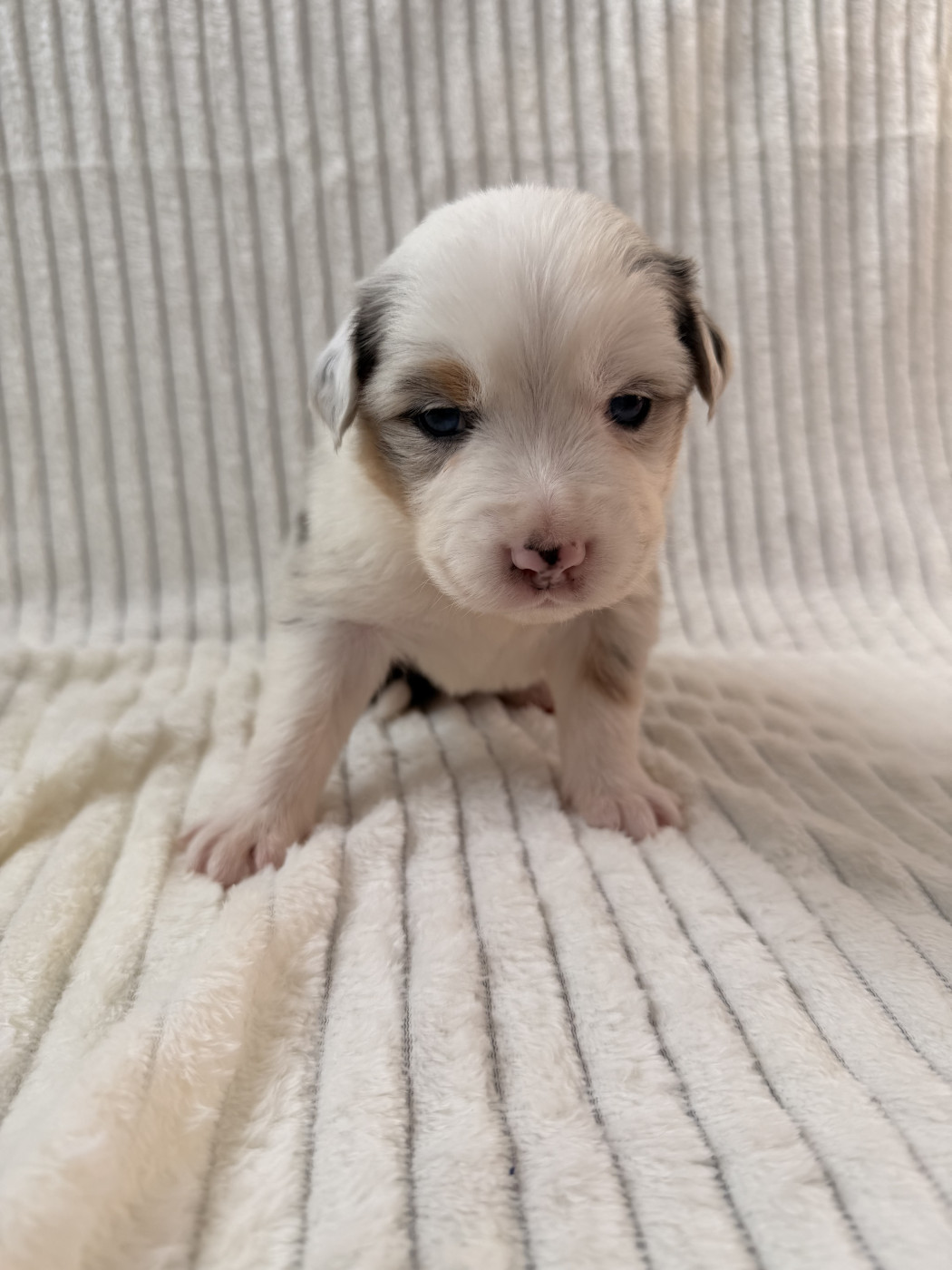 Sandrine Despres - Chiots disponibles - Berger Australien