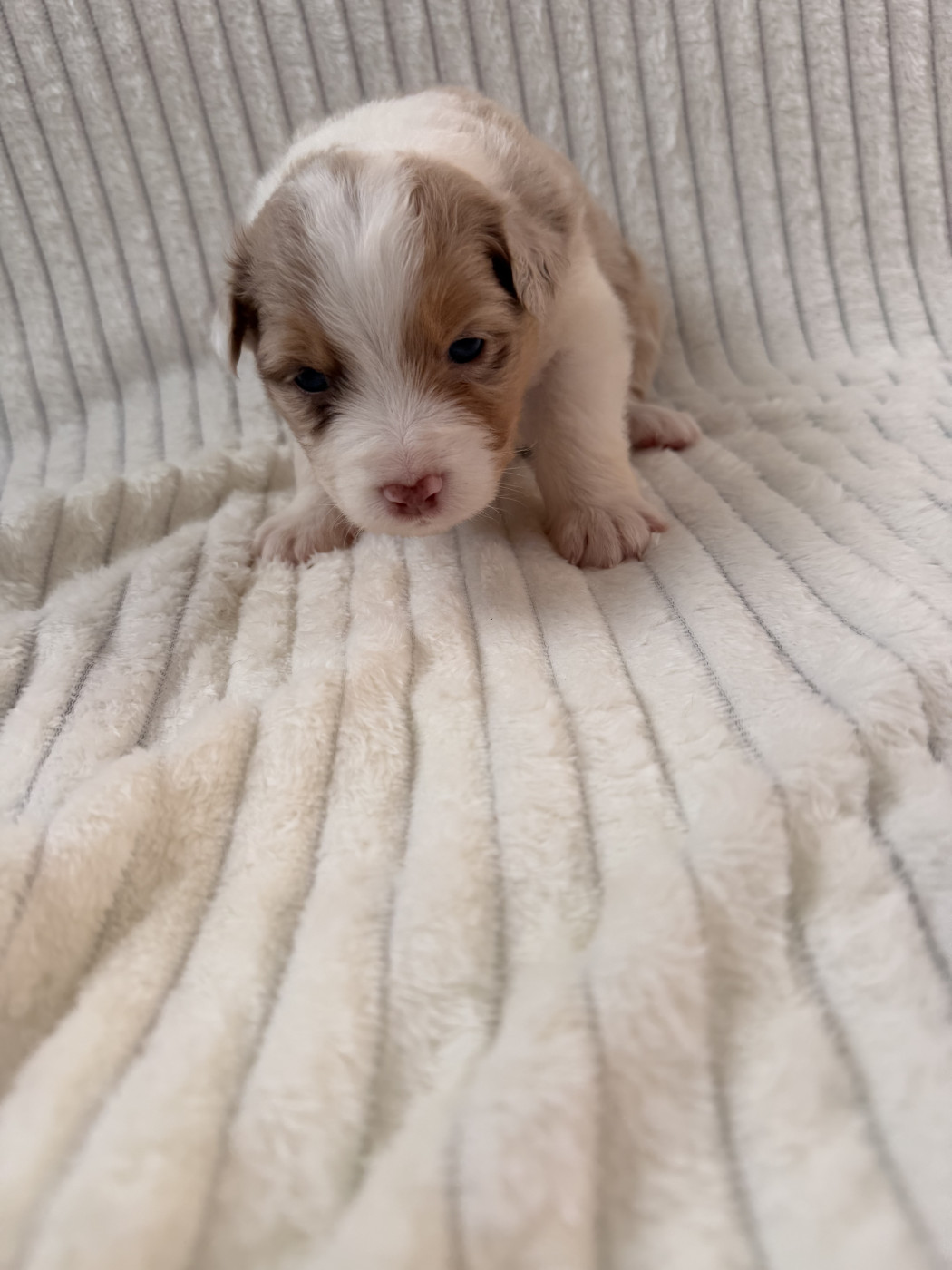 Sandrine Despres - Chiots disponibles - Berger Australien