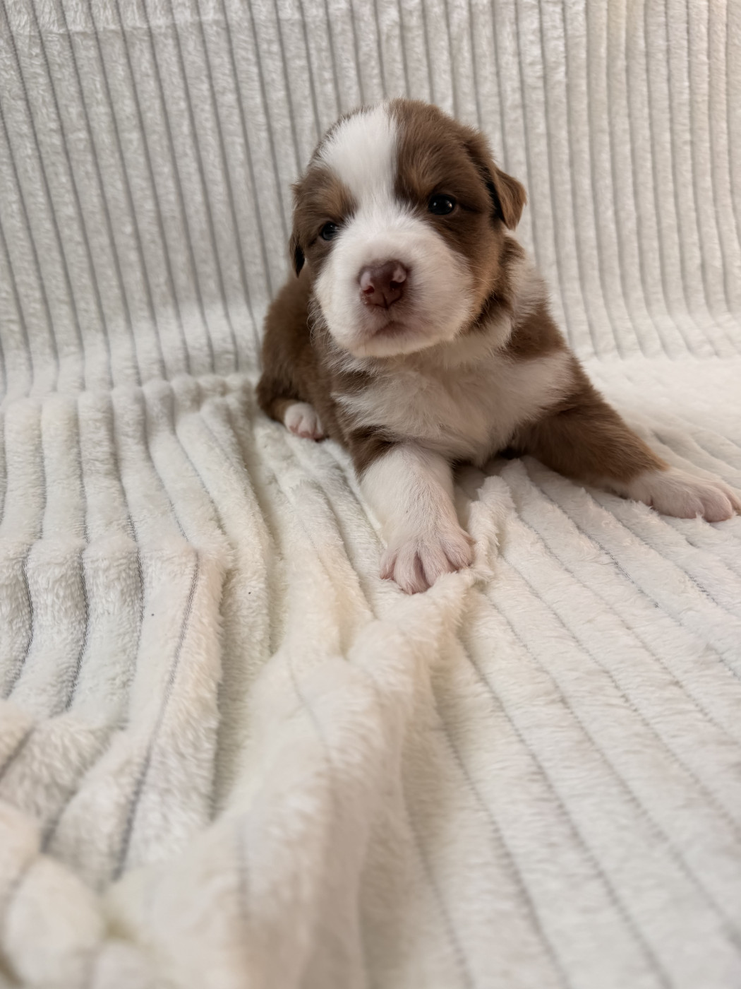 Sandrine Despres - Chiots disponibles - Berger Australien