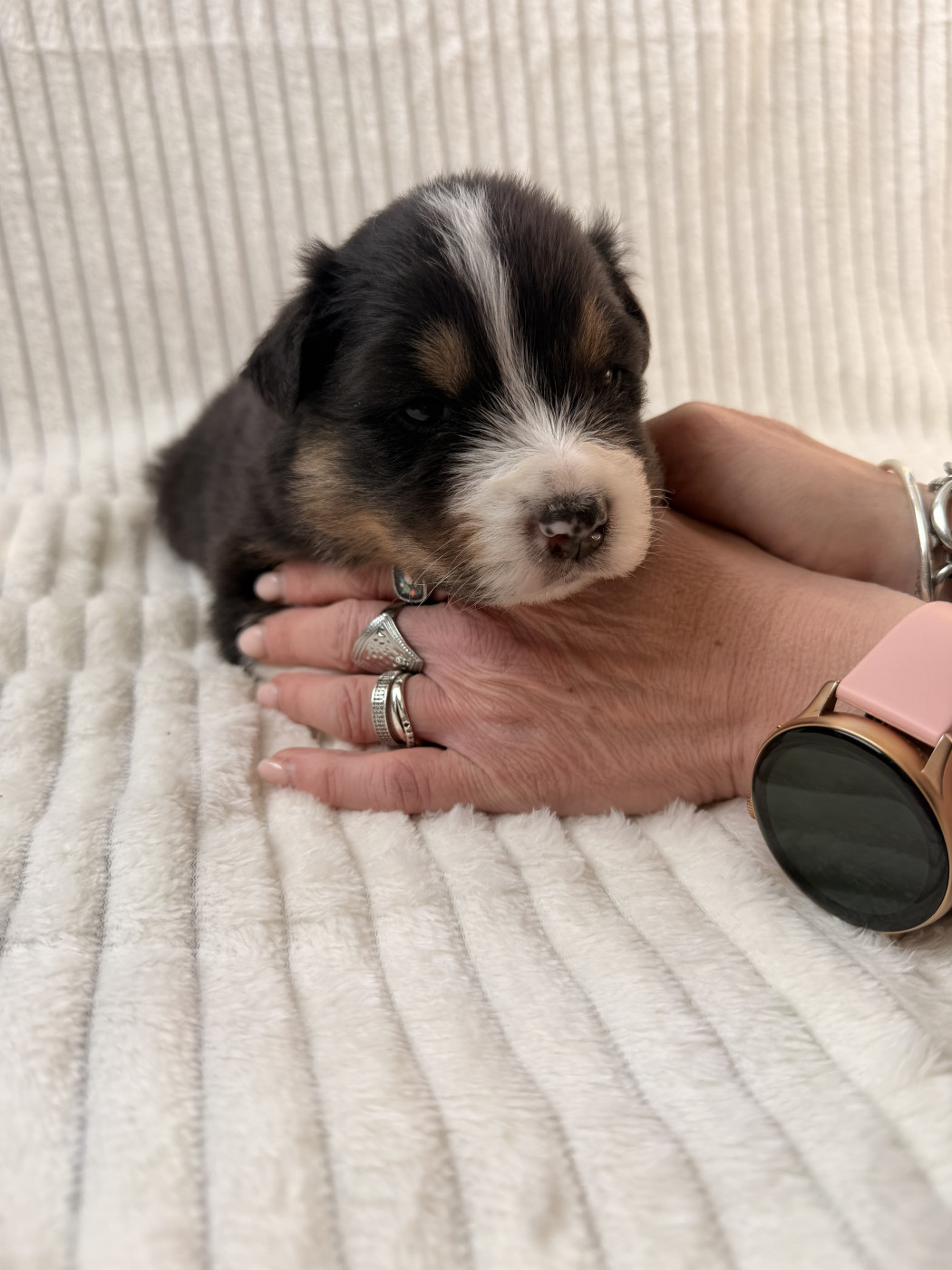 Sandrine Despres - Chiots disponibles - Berger Australien