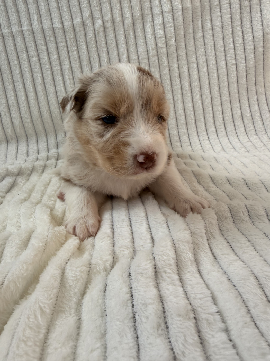 Sandrine Despres - Chiots disponibles - Berger Australien